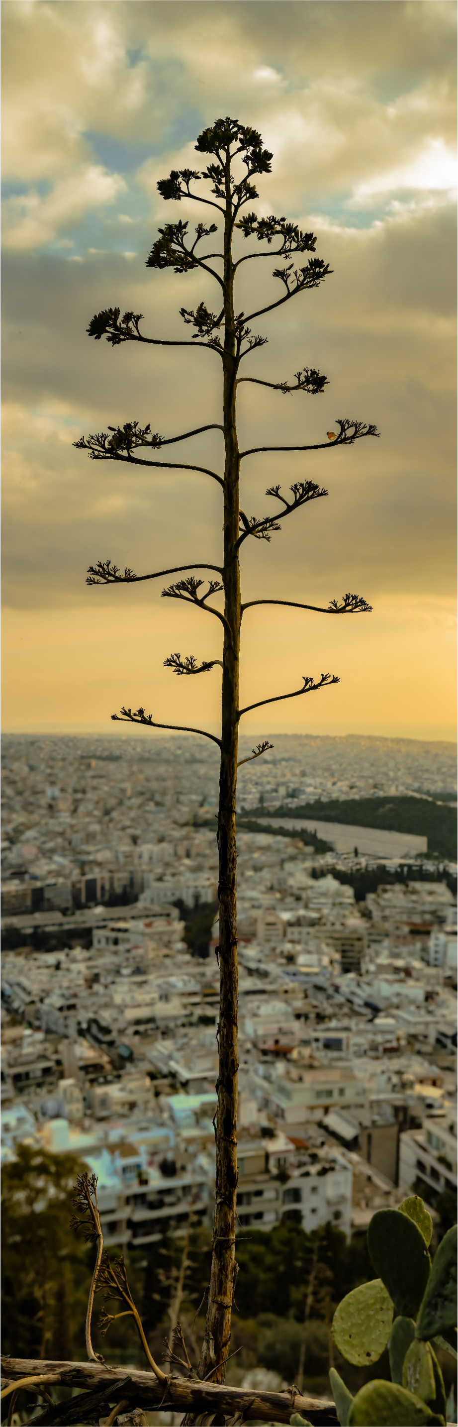 Robins in Athens